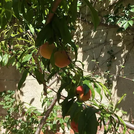 Avancers - Homelike Living *